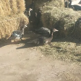 indautka индаутка