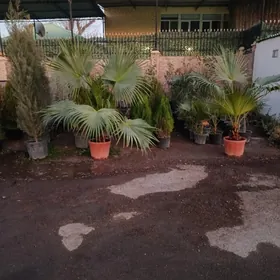 Деревья растения удобрения