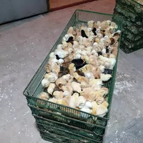 towuk İnduk juyjeler