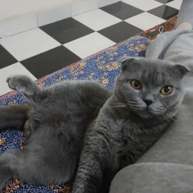 Шотландский кот