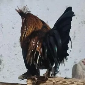 товшан туй гызыл гара Япончик