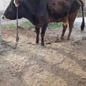 Tohum sygyr , şwes tohum ökùz.