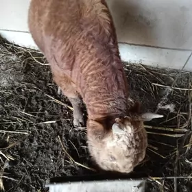 имленип дуран сагдын окуз