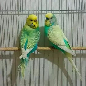 popugay guslar kletkalar