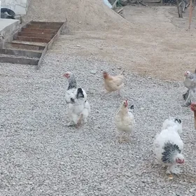 towuklar we horazlar