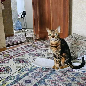 Бенгальский кот мальчик 3 мес.