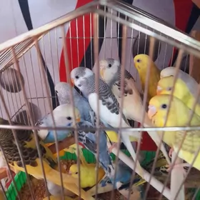 попугаи и клетки