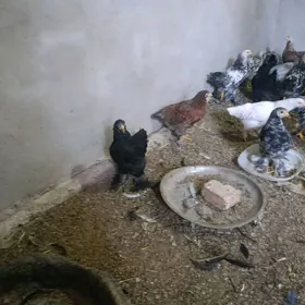 juje balakly paroda uni