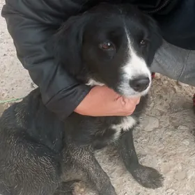 в хорошие руки собаку