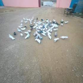 kepderi голуби