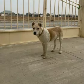 Turkmen alabay kopek iti gujik