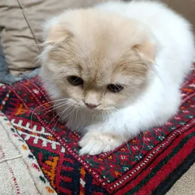 Пищик ады Мася