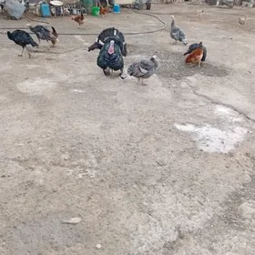 ундюк улы шу йылкый