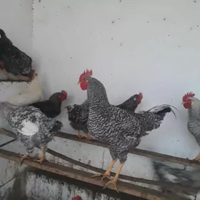 хораз  доминант