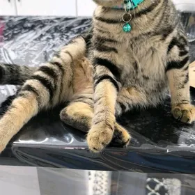 Шотландский вислоухи