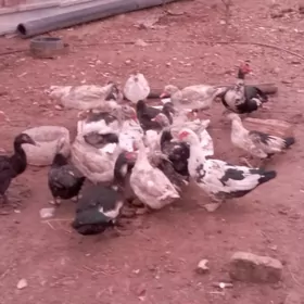 Индаутка Абмен Товук бн