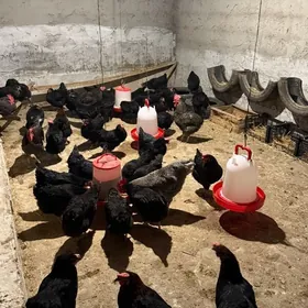 ataks jüýjelik ýumurtga