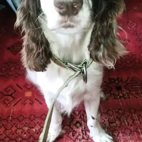 Спаниелька