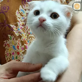 котенок вислоухая