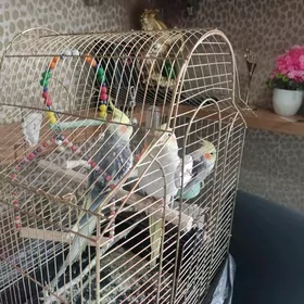 кореллы 3 штуки вместе с клет