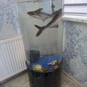 Akwarýum we akula balyklar