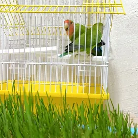 PAPUGAY Nerazluşnika