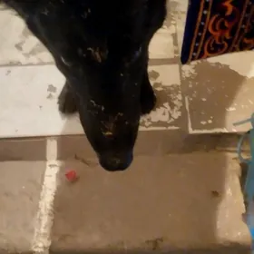 НЕМЕЦКАЯ ОВЧАРКА ‍🦺!!!