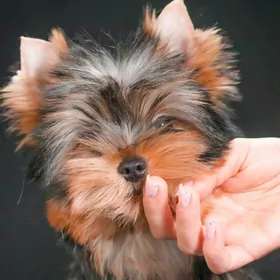 щенок йоркширского терьера