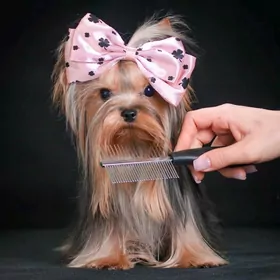 микро йоркширский терьер