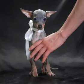 русский той мальчик