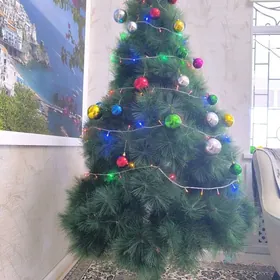 Yolka, Arça, Ёлка