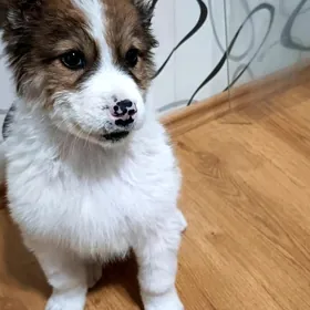 Щенок мальчик