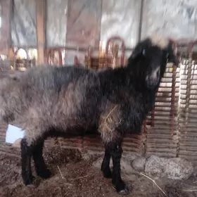 semiz goýun biri galdy