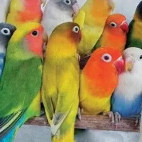 неразлучник nerazluçniki