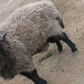 Арап кочкар бойсовый