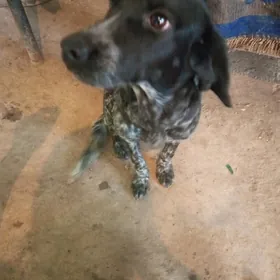 Охотничая собака