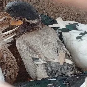 erkek ordek yasyl bas