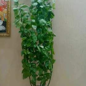 Педилантус