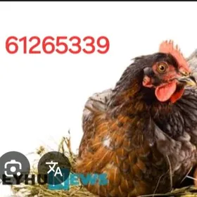 el towuk we el yumurtga