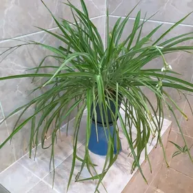 хлорофитум цветок