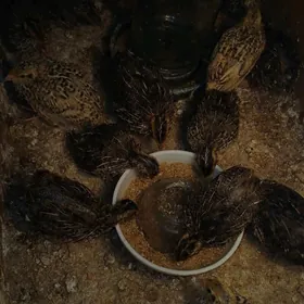 bedene. перепелиные.