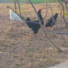 Gigant towyk ýumurtga