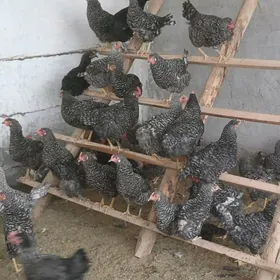 Dominat Towuk ýumurta