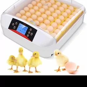 inkubator  инкубатор