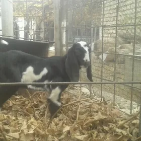 Пакистан овлак