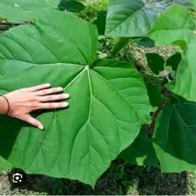 PAWLONIYA SHONTONG 9515