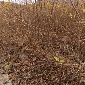 yas nar nahallar,sitiller