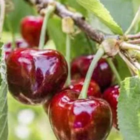 CERESNIYA KIRAZ TURK NAHAL