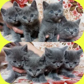 британские котята