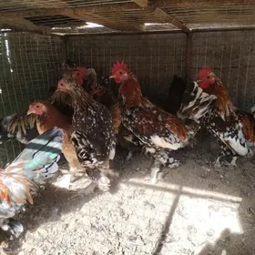 karlik yaponçik tovuk